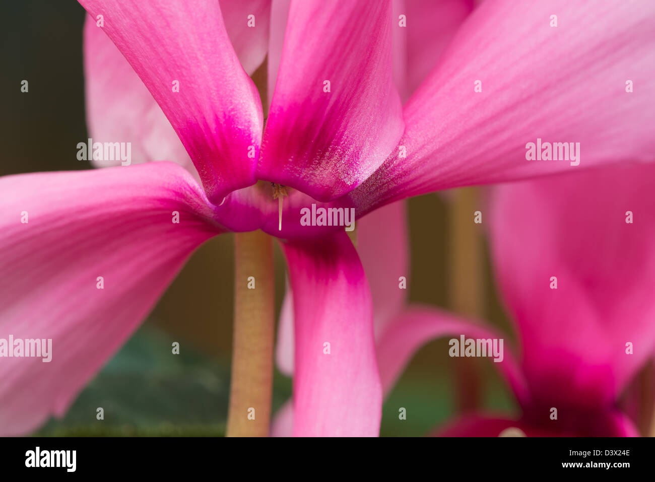 Bunch of candy pink cyclamen plant flowers with inverted petals pointing upwards  whilst the flower rim face faces down Stock Photo