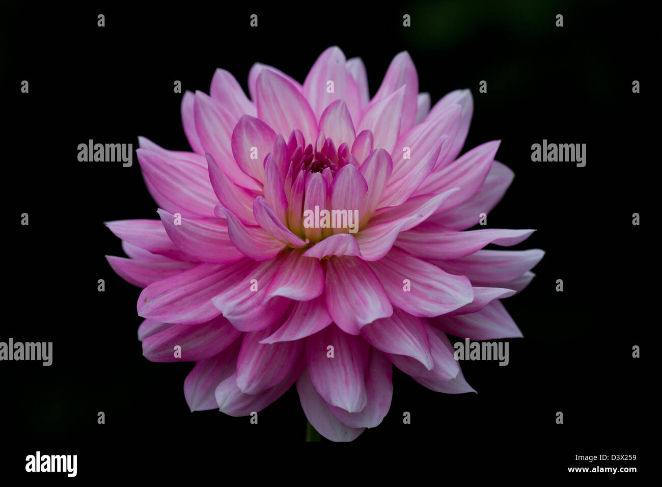 Pink Dahlia flower on a dark natural background Stock Photo - Alamy