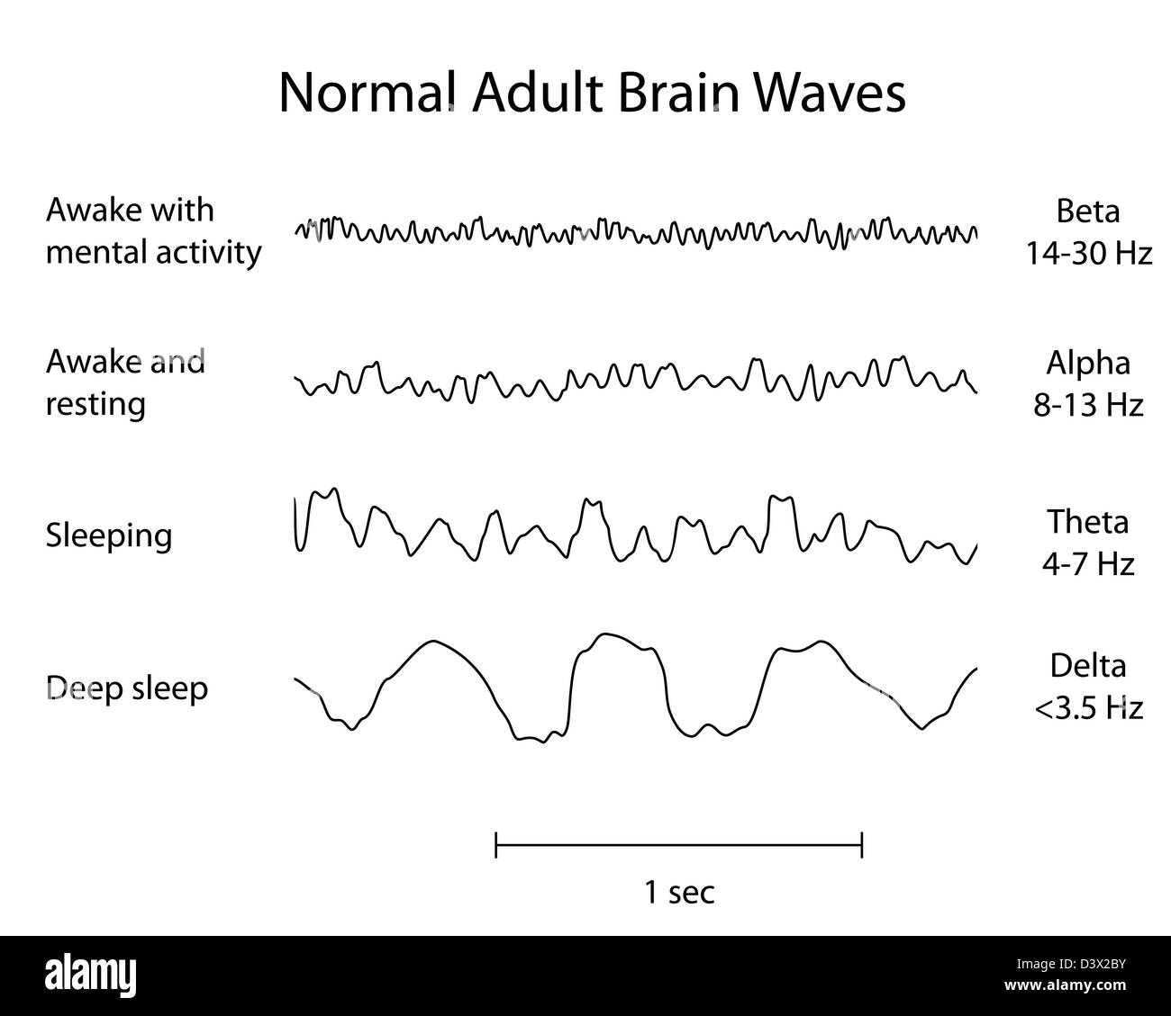 Normal Brain Waves EEG Stock Photo