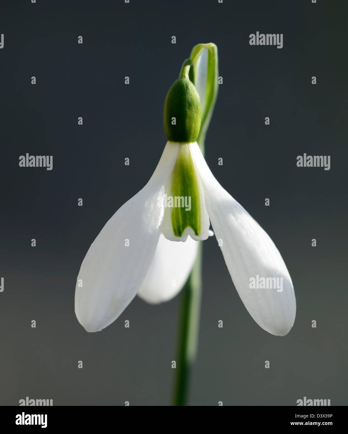 galanthus merlin snowdrop snowdrops winter closeup plant portraits white green markings flowers blooms bloom flower spring bulb Stock Photo