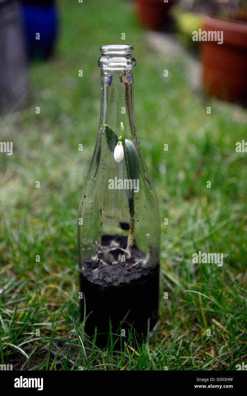 Galanthus nivalis snowdrops growing grow old clear glass bottle unusual pot container recycle recycling reclaim gardening differ Stock Photo