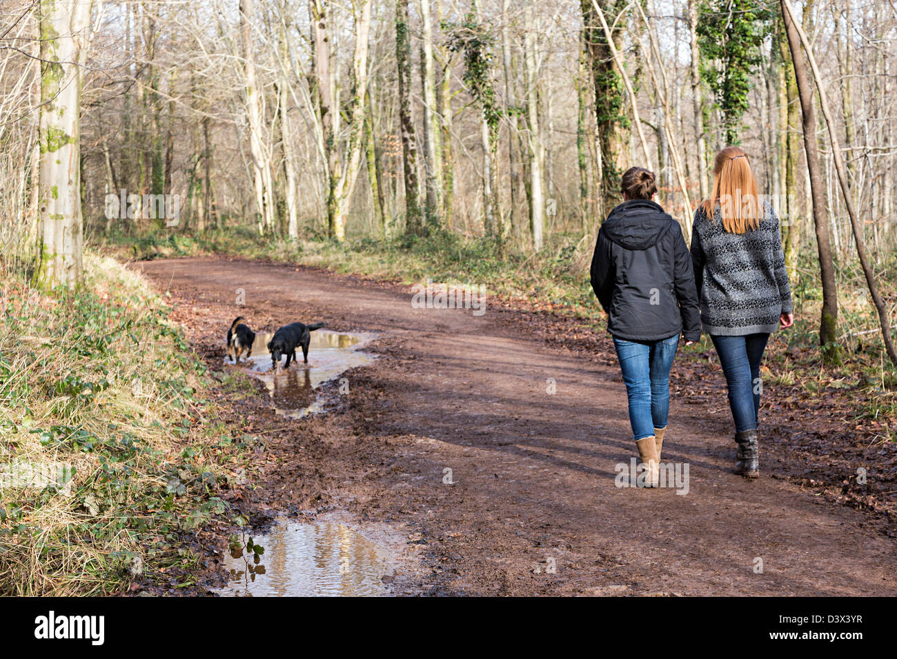 Two young women walking with dogs on a woodland track, Cardiff, Wales, UK Stock Photo