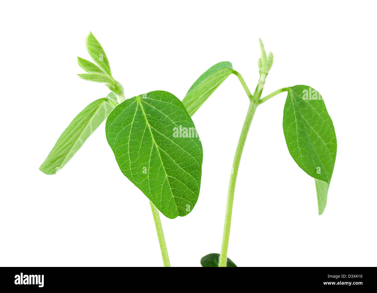 Two soy plants isolated on white background Stock Photo