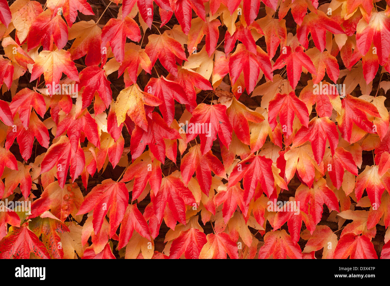 The leaves of Virginia Creeper in autumn on the outside of a Uk house ( Parthenocissus quinquefolia ) Stock Photo