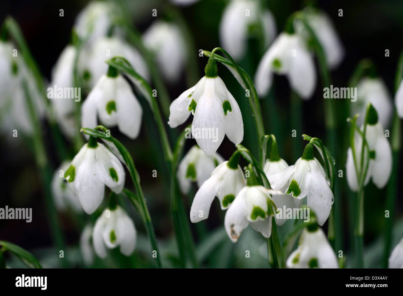 galanthus cordelia snowdrop snowdrops winter closeup plant portraits white green markings flowers blooms bloom flower spring Stock Photo