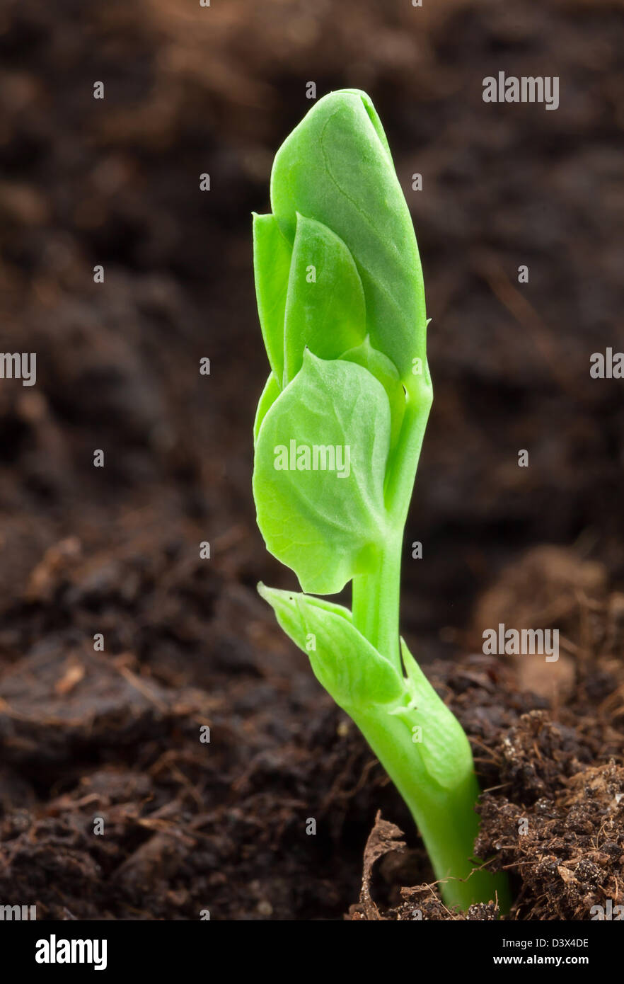 Small pea plant Stock Photo