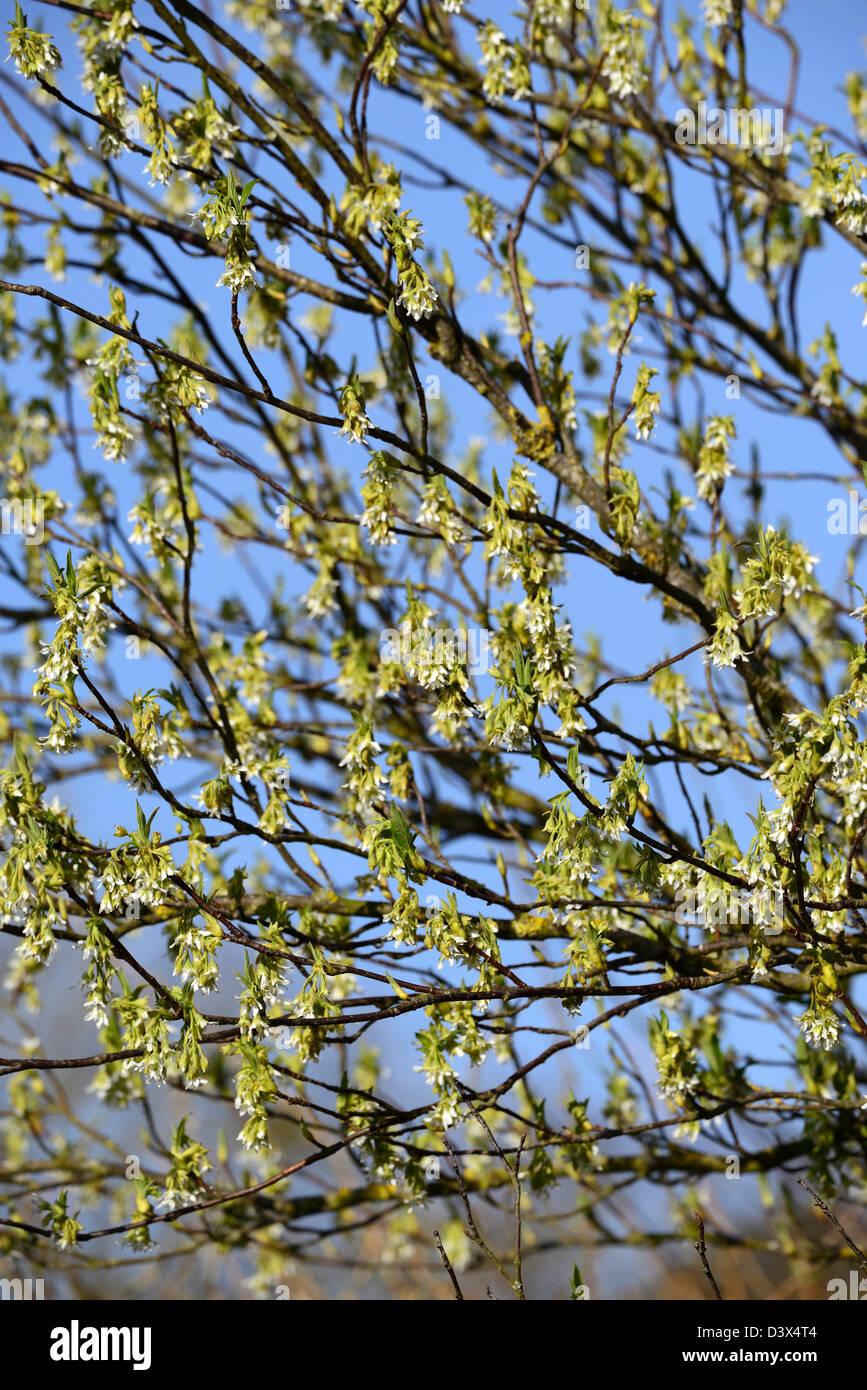 Dioecious tree flowers hires stock photography and images Alamy
