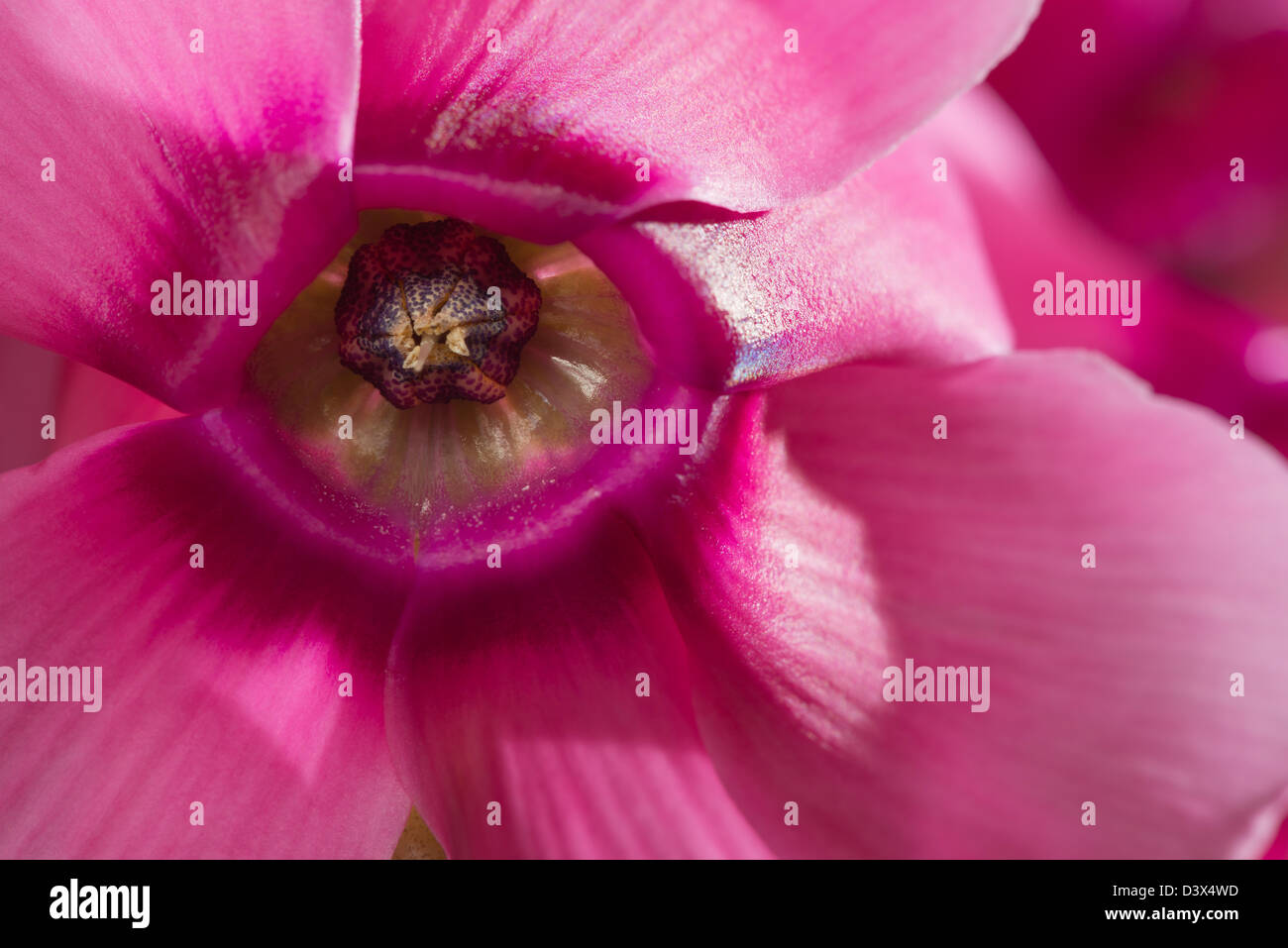 Bunch of candy pink cyclamen plant flowers with inverted petals pointing upwards  whilst the flower rim face faces down Stock Photo