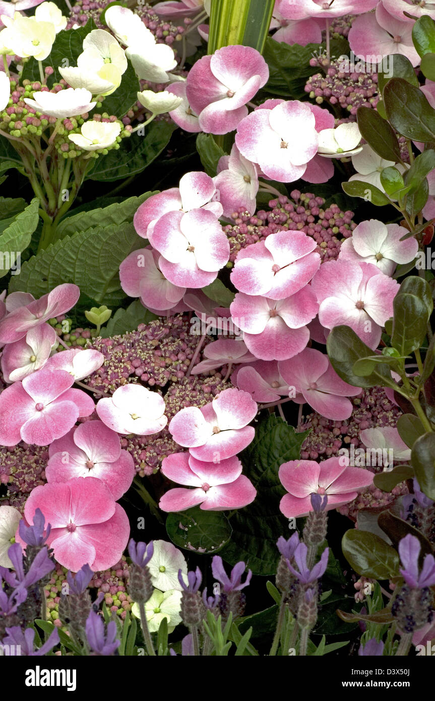 Pink flowering hydrangea shrubs hi-res stock photography and images - Alamy