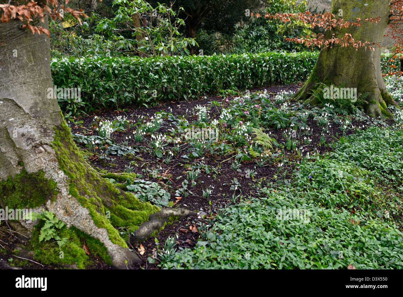 Underplanting tree hires stock photography and images Alamy