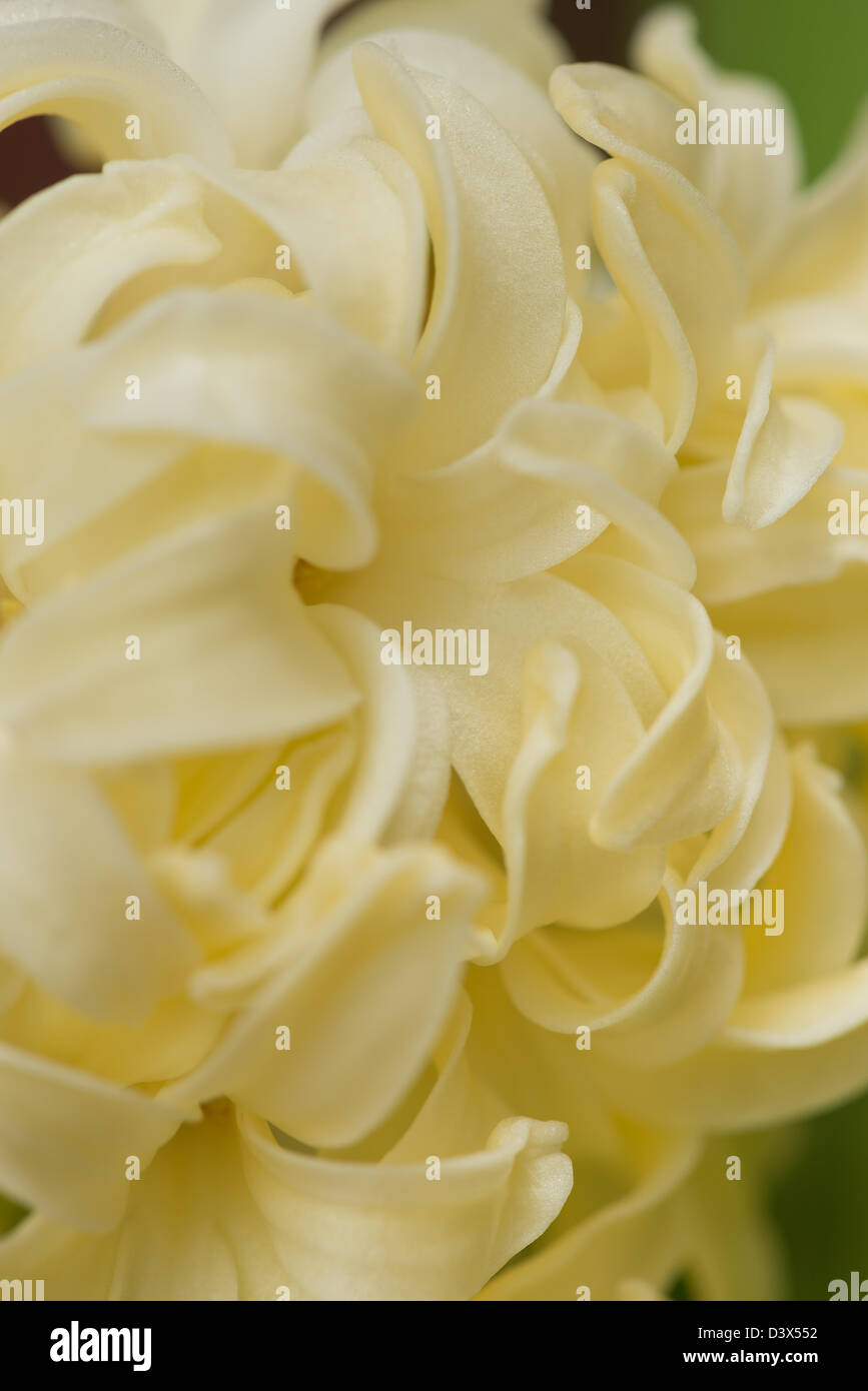 close up details of petals to hyacinth a spring flowers Stock Photo