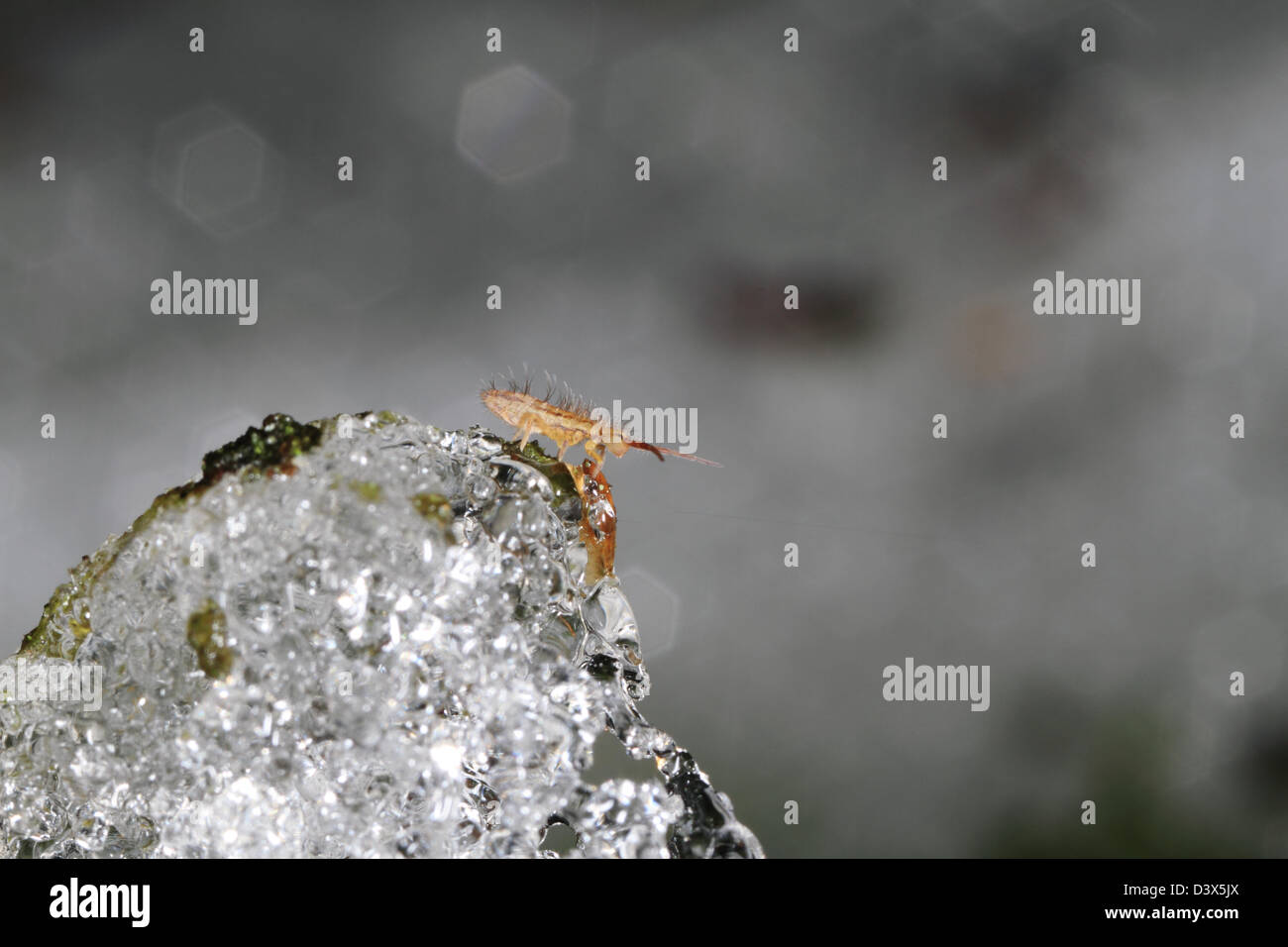 Even in winter small invertebrates are active. Here a springtail (Collembola) is resting on melting snow. Stock Photo