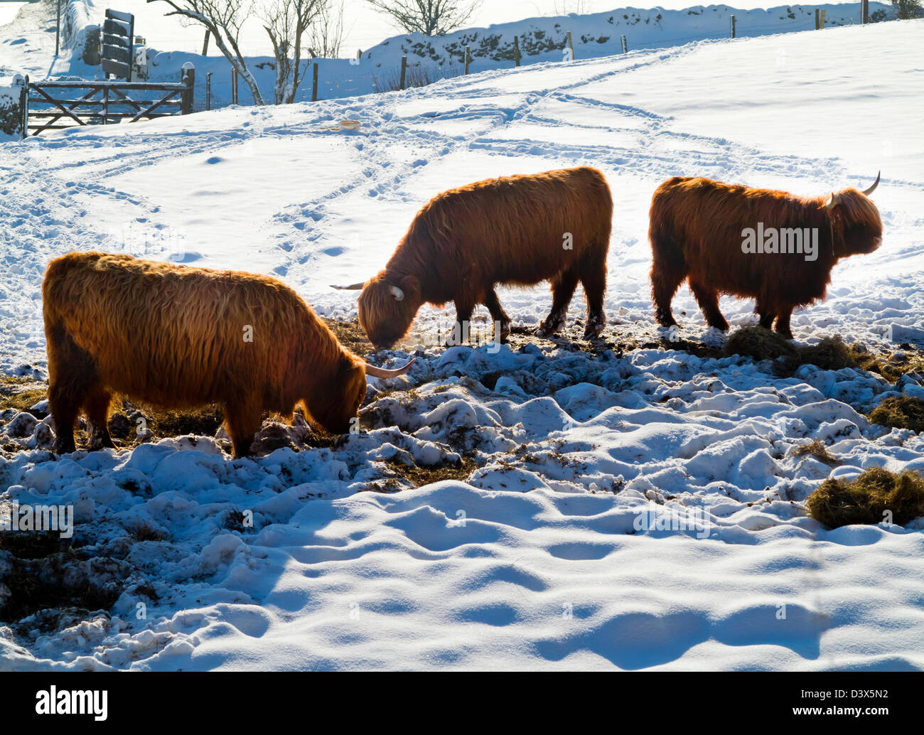 Highland cattle feeding in heavy winter snow near Wirksworth Derbyshire