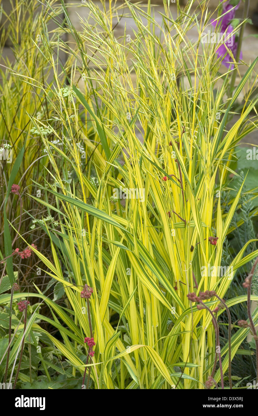 Bromus inermis hi-res stock photography and images - Alamy