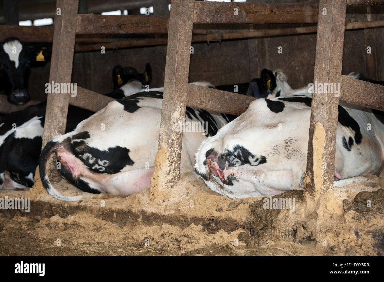 Dairy cattle housed in a cubicle shed. North Yorkshire, UK. Stock Photo