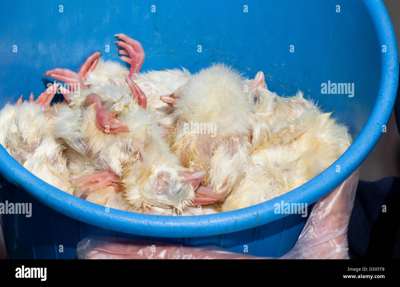 A bucket of dead chicks (Animal feed) Stock Photo