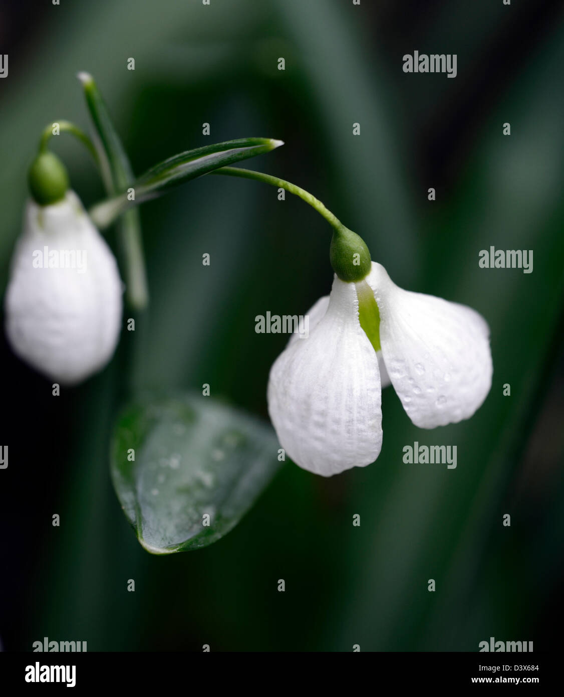 galanthus plicatus diggory snowdrop snowdrops winter closeup plant portraits white green markings flowers blooms bloom spring Stock Photo