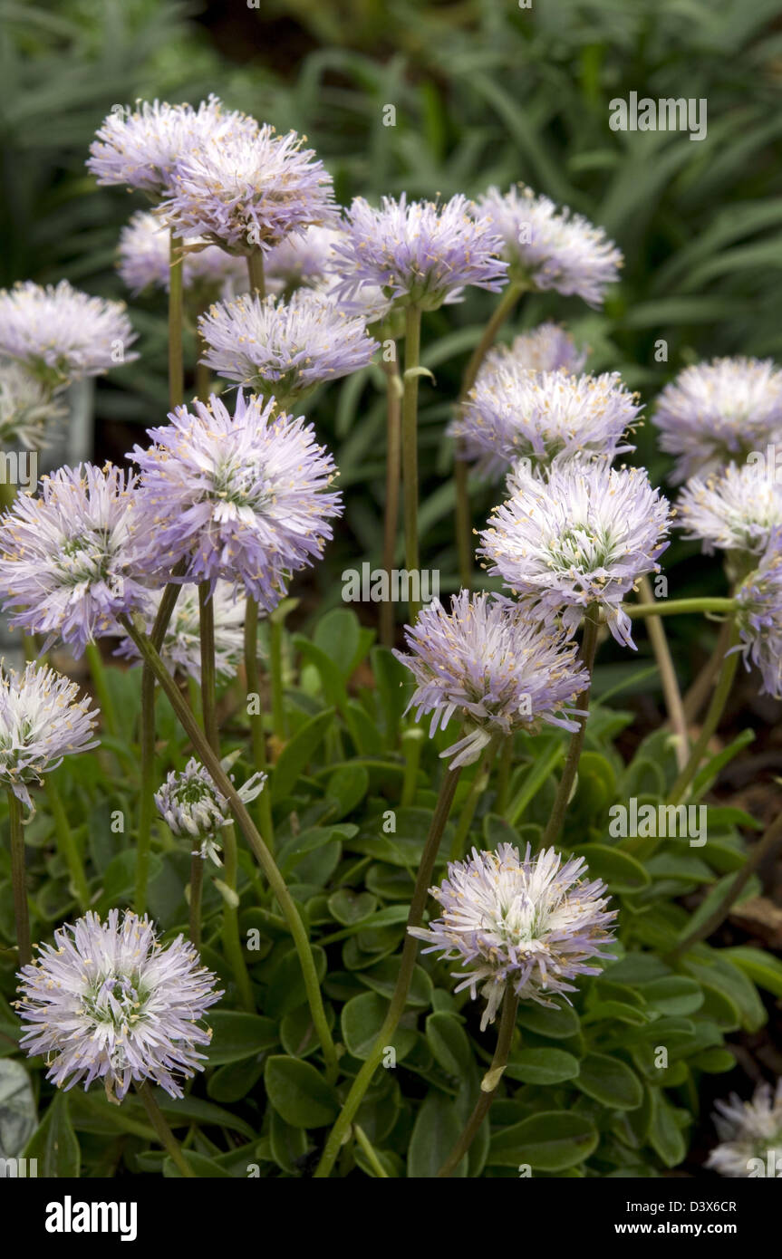 Globularia repens 'Globe Daisy' Stock Photo