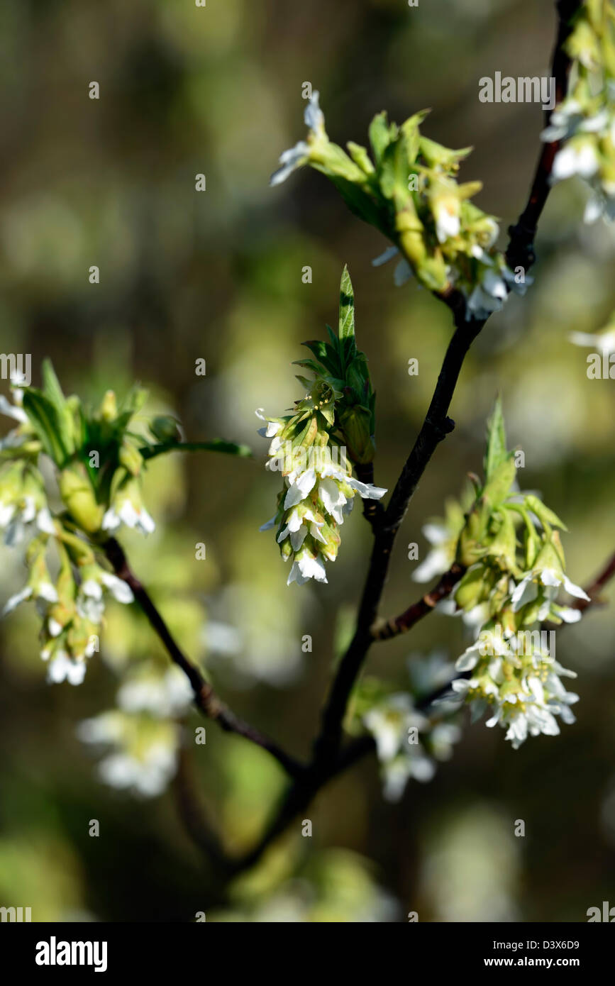 Oemleria cerasiformis flowers early spring syn Osoberry Indian Plum tree bloom blossom Dioecious