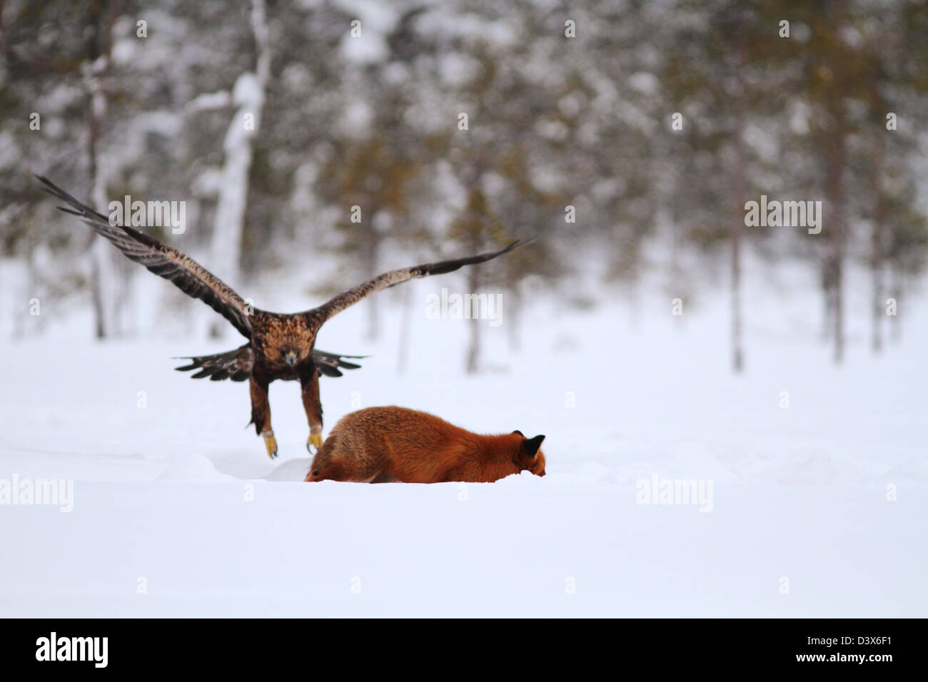 Golden Eagle (Aquila chrysaetos) about to attack a Red Fox (Vulpes