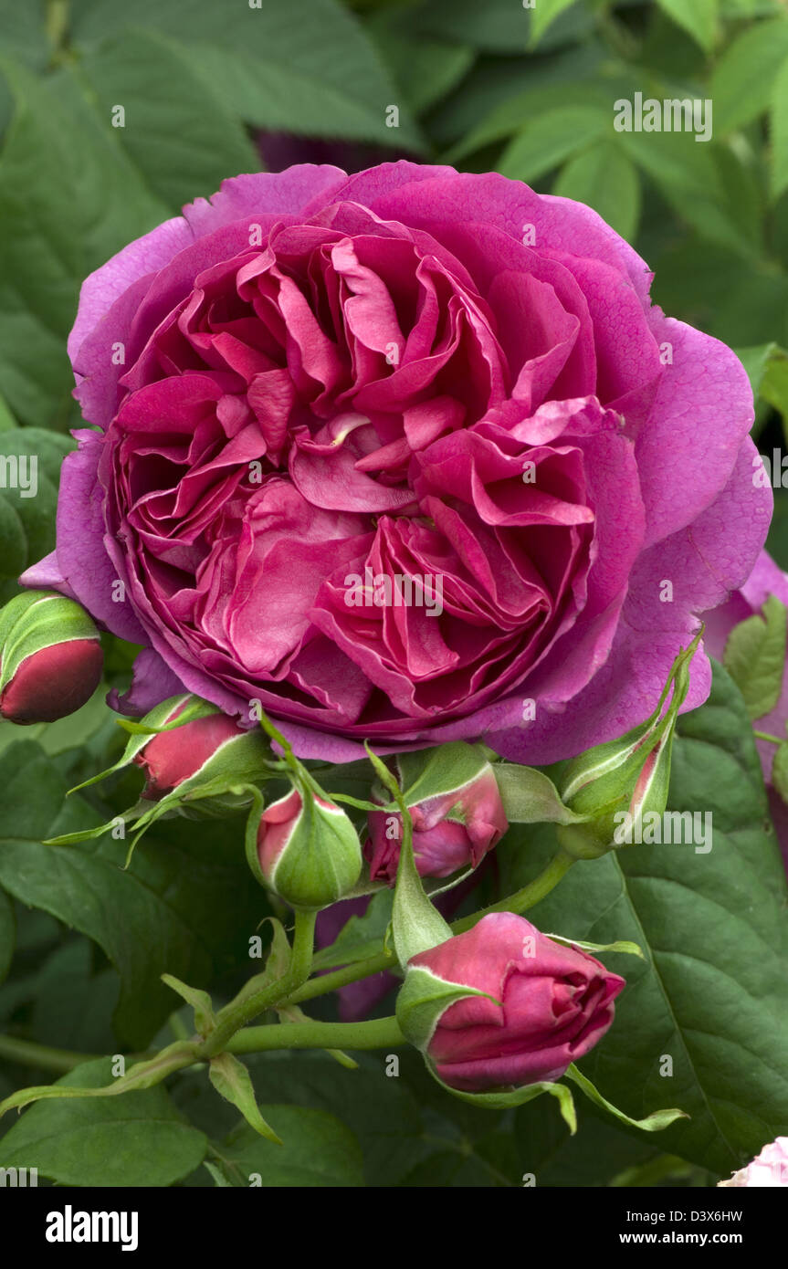 David Austin Rose Gardens High Resolution Stock Photography and Images -  Alamy