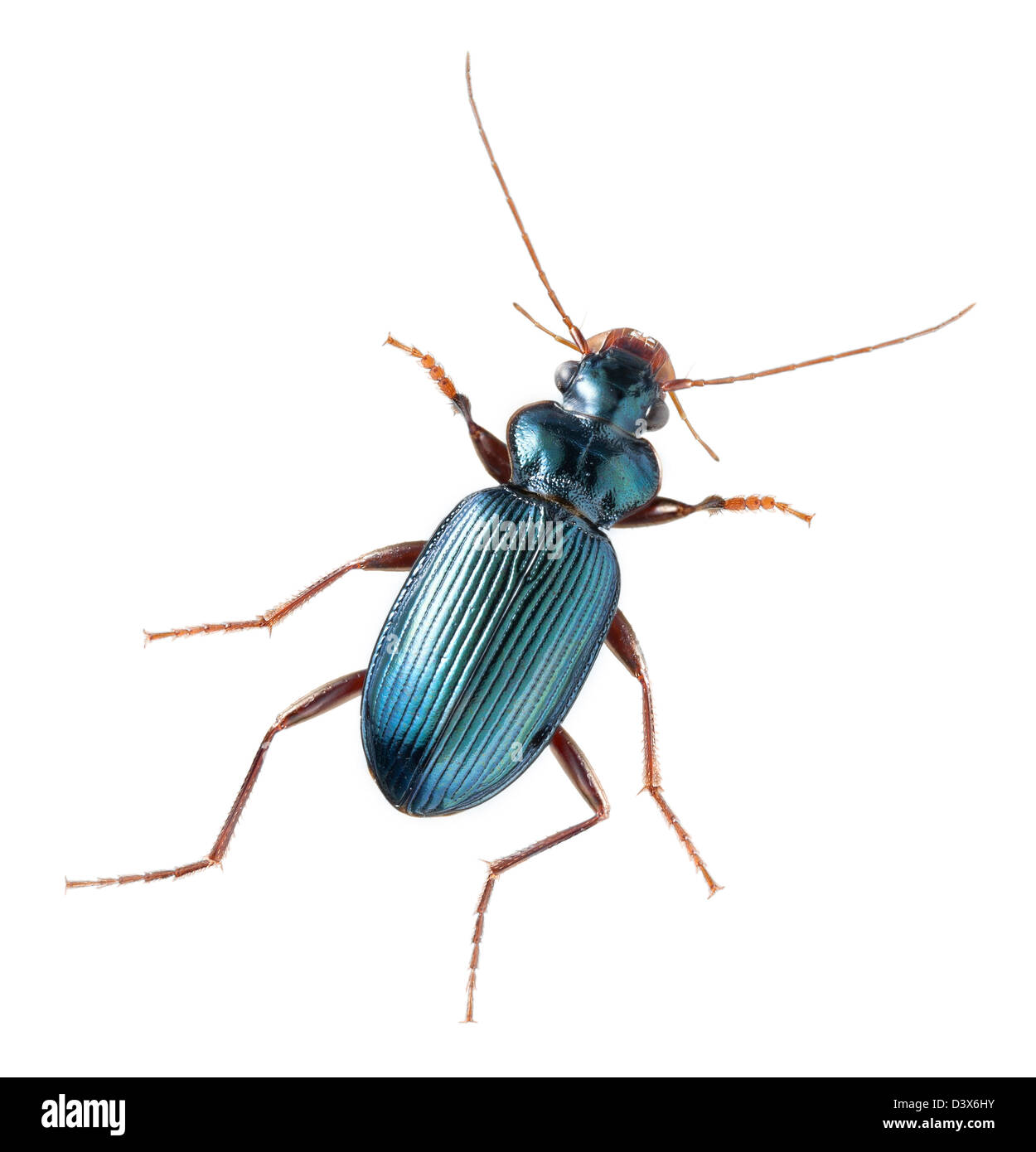 Ground beetle, Leistus fulvibarbis, Iridescencent body, cut out on white background. Stock Photo
