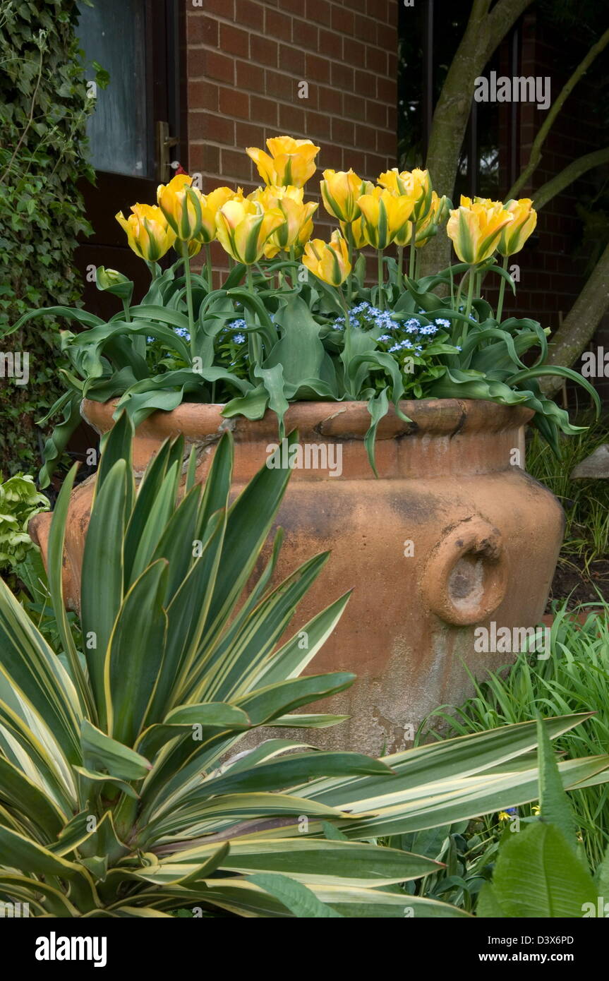 Tulips in large Terracotta container. Spring display with variegated Yucca contrasting with smooth Terra-cotta container. Stock Photo