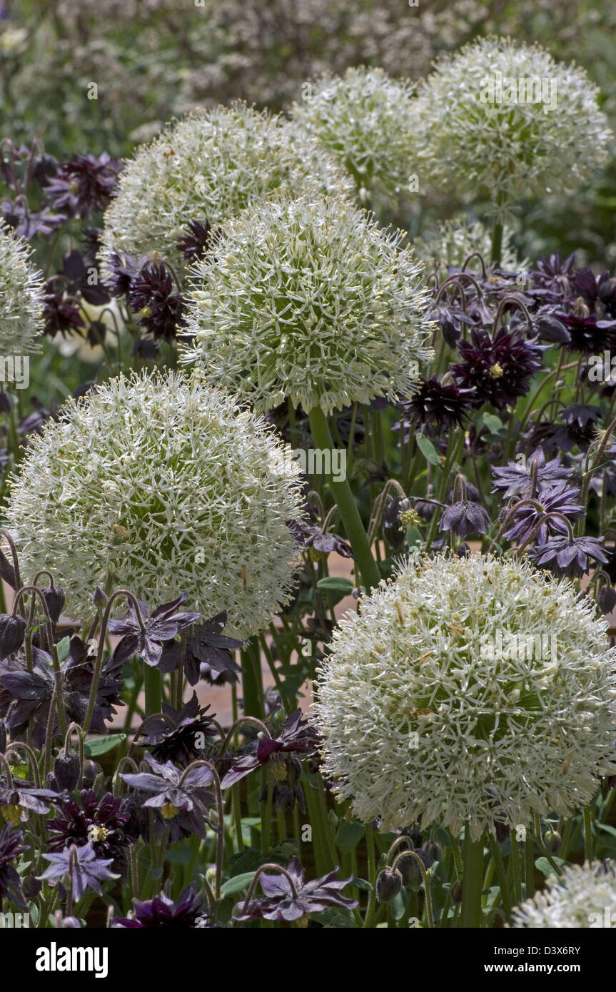 Allium 'Mont Blanc' set-off by contrasting Aquilegis vulgaris var. stellata 'Black Barlow'. Stock Photo