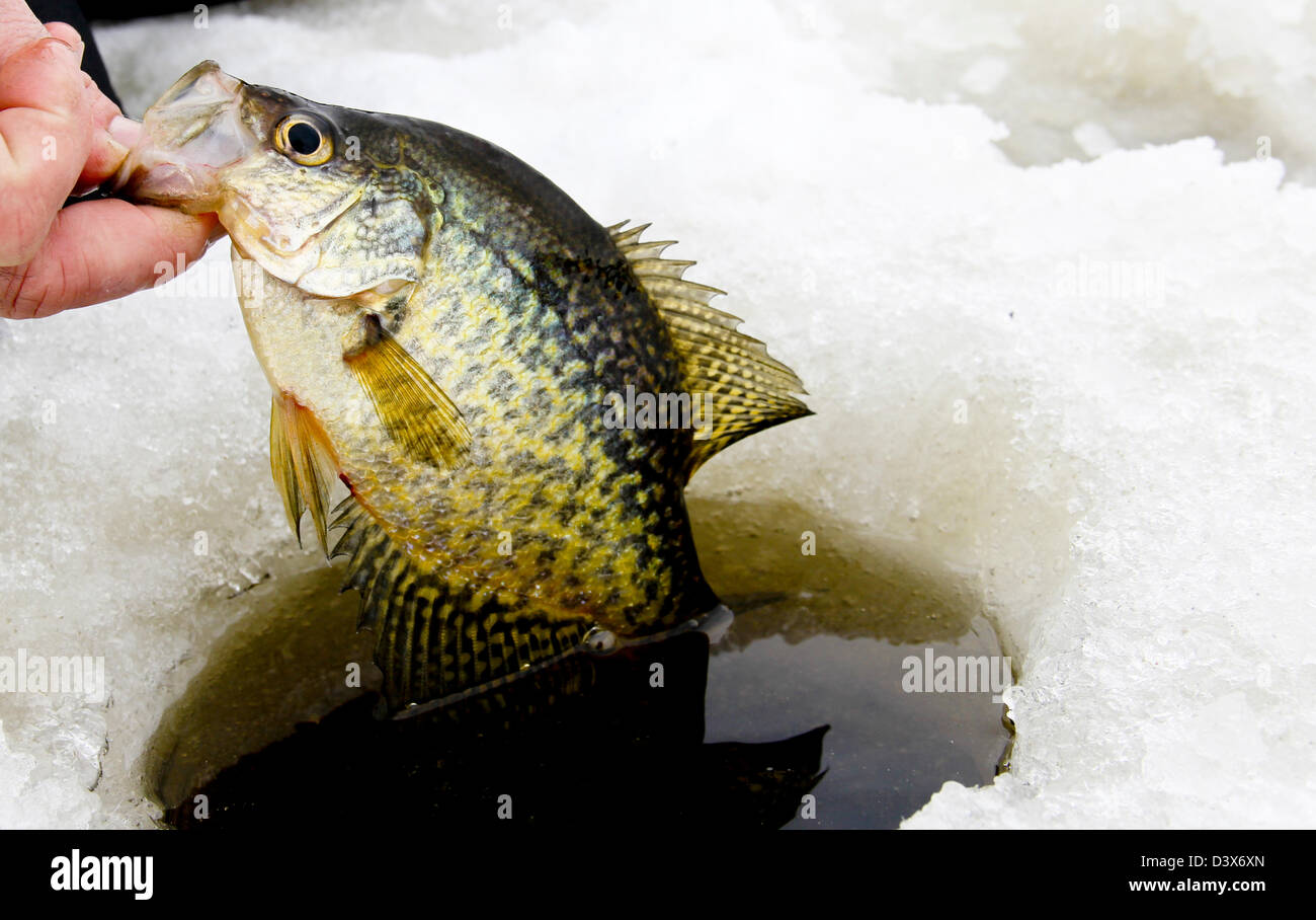 crappie caught while ice fishing being pulled from the hole Stock Photo