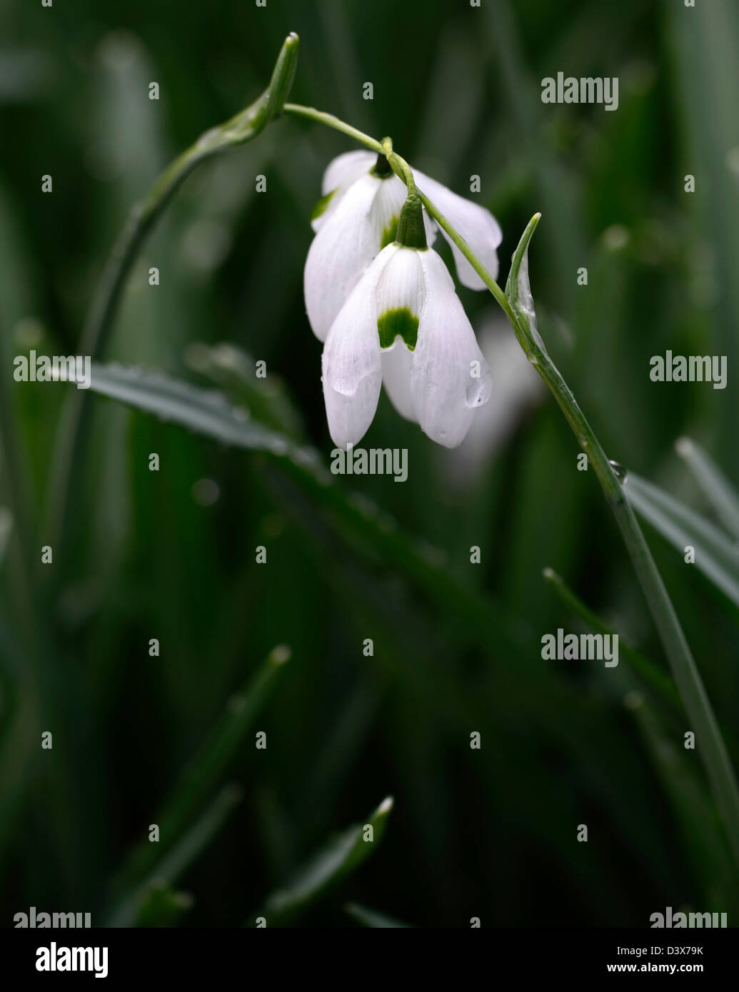 galanthus ophelia snowdrop snowdrops winter closeup plant portraits white green markings flowers blooms bloom spring bulb Stock Photo
