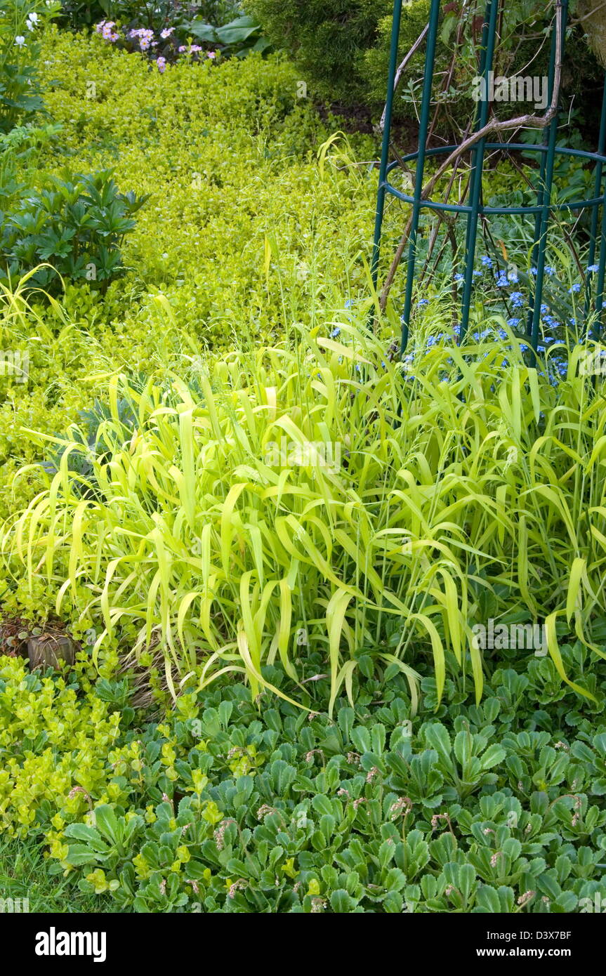Millium effusum 'Aureum' 'Bowle's Golden Grass'. AGM Stock Photo