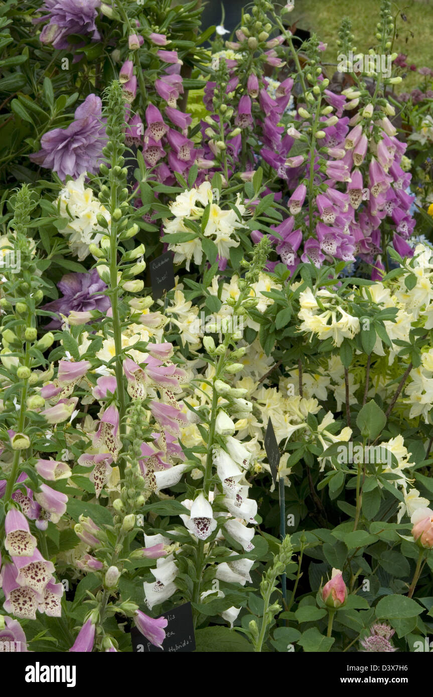Digitalis purpurea 'Mixed Hybrids - Foxgloves'  Rosa 'English Garden' - shrub rose Plant Breeders' Rights Rhododendron Stock Photo