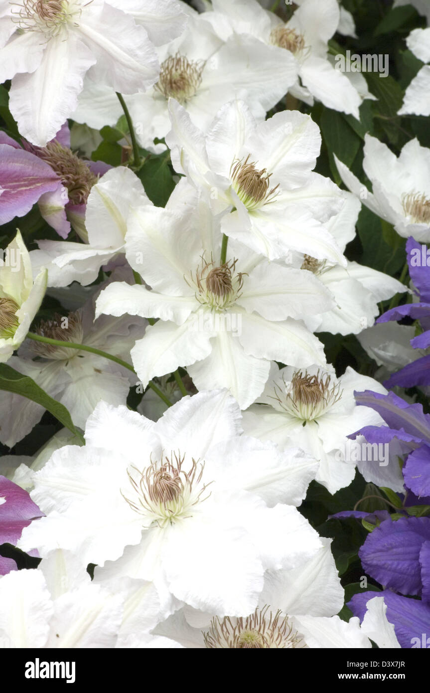 Clematis 'Hyde Hall' a large flowered variety with Plant Breeders' Rights. Stock Photo