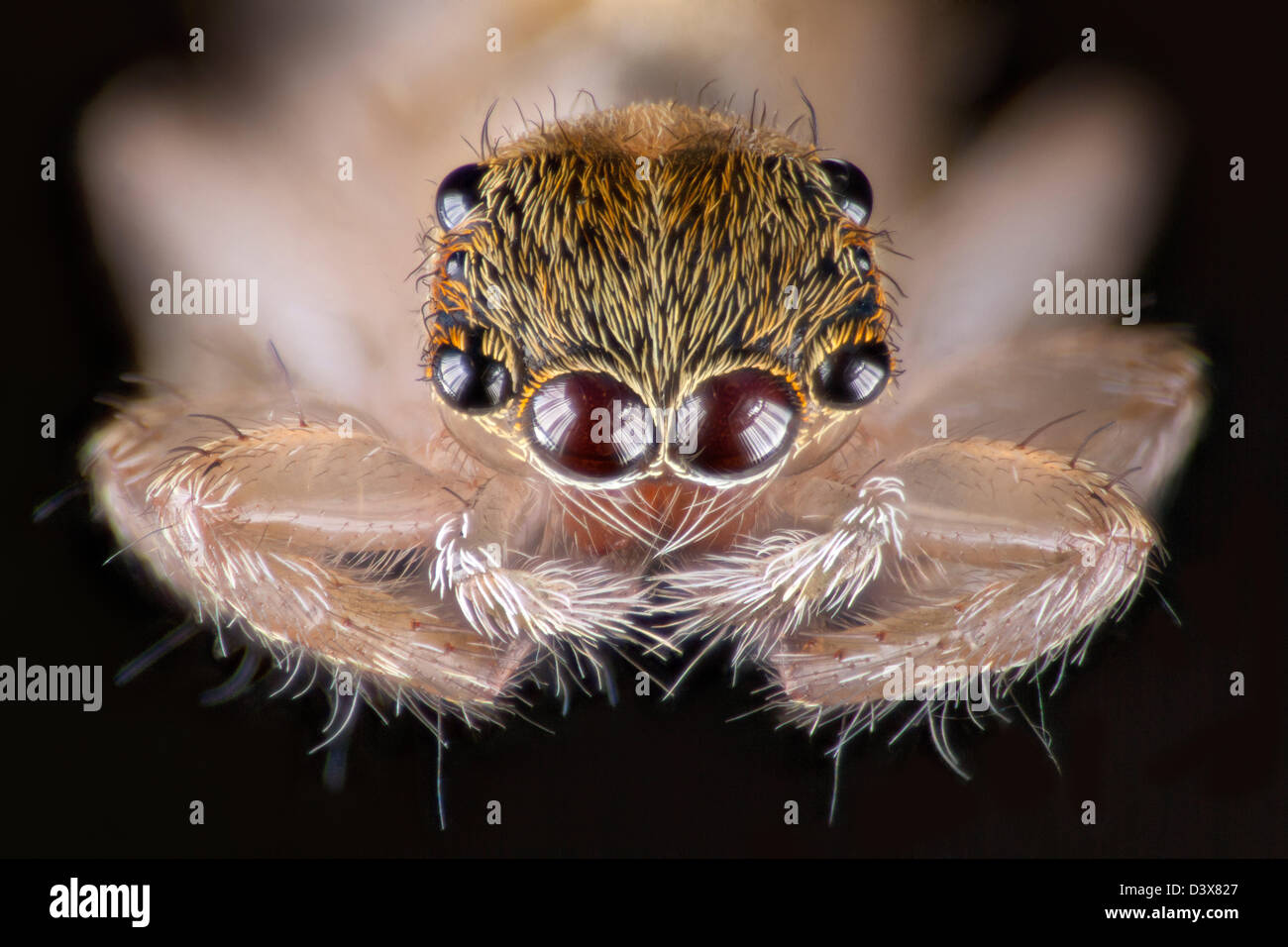 Stacked macro photograph of a Malaysian jumping spider, showing the array of eyes on the head. Stock Photo