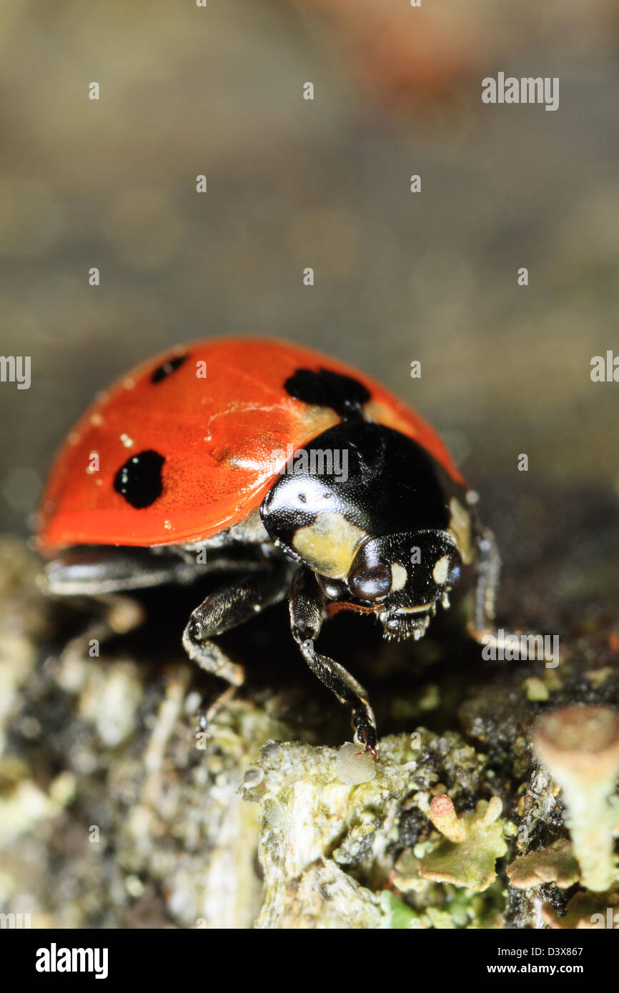 Seven-spot Ladybird (Coccinella septempunctata) closeup. Photographed in Frederikshaab Plantation, Denmark Stock Photo