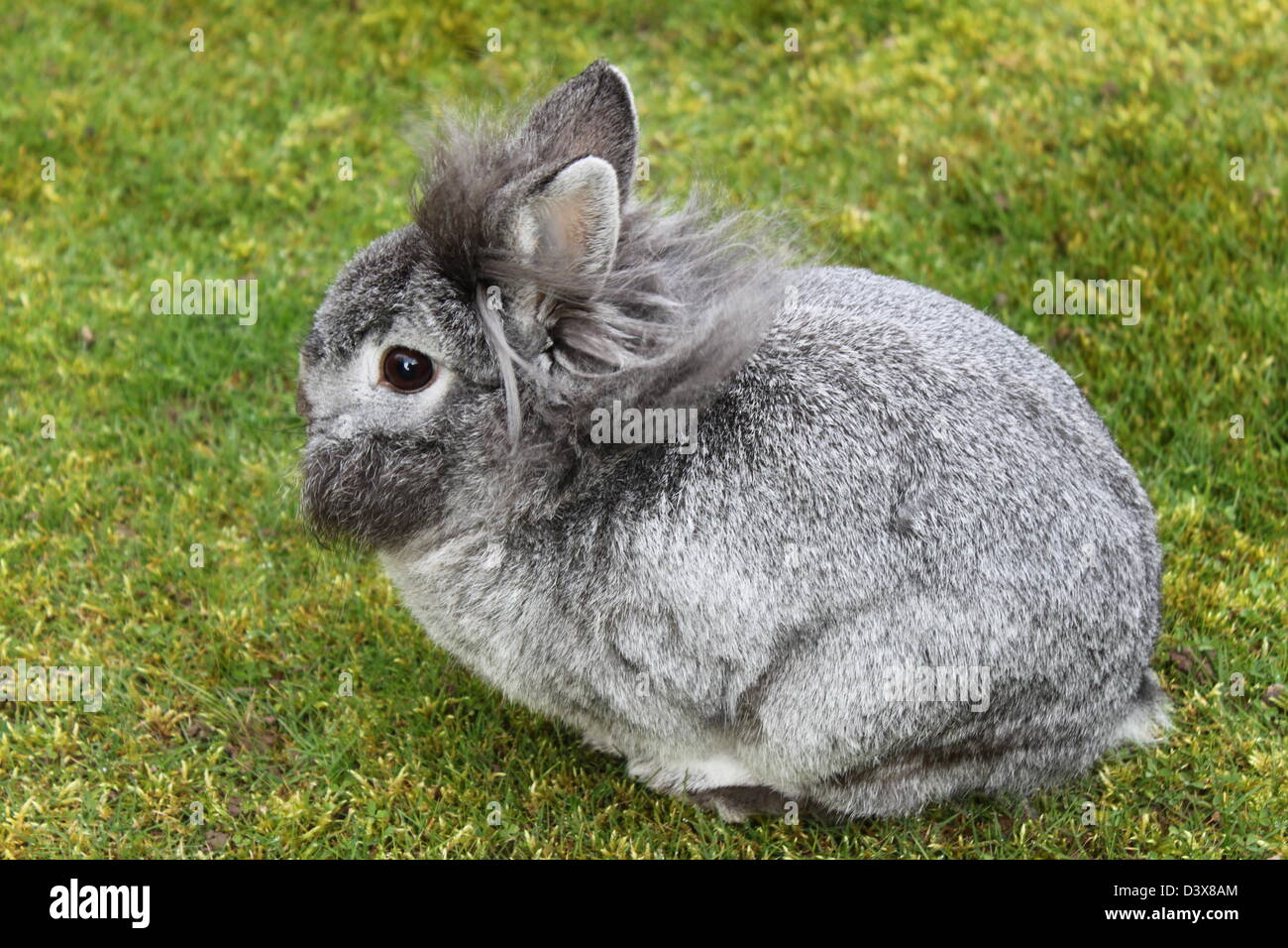 Lion Head Rabbit Stock Photo