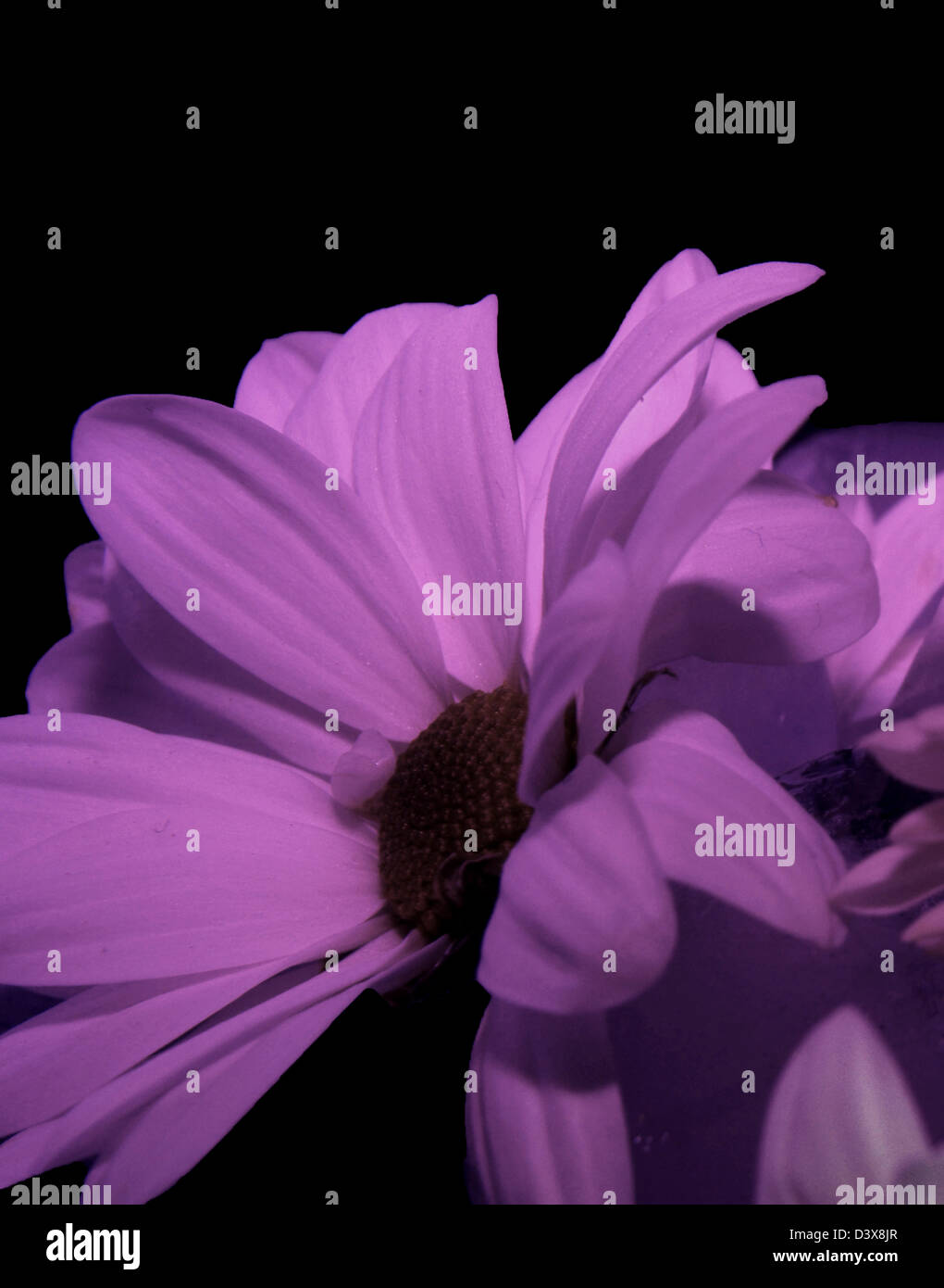 flower in the dark Stock Photo Alamy