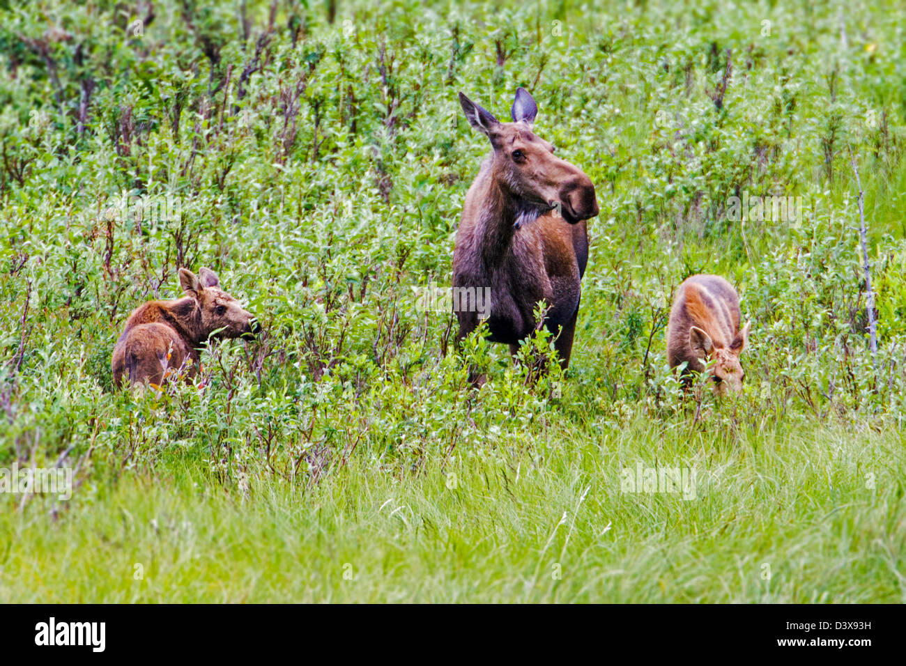 Cow moose (Alces alces) with young calf near Panorama Mountain, Windy, Alaska, USA Stock Photo