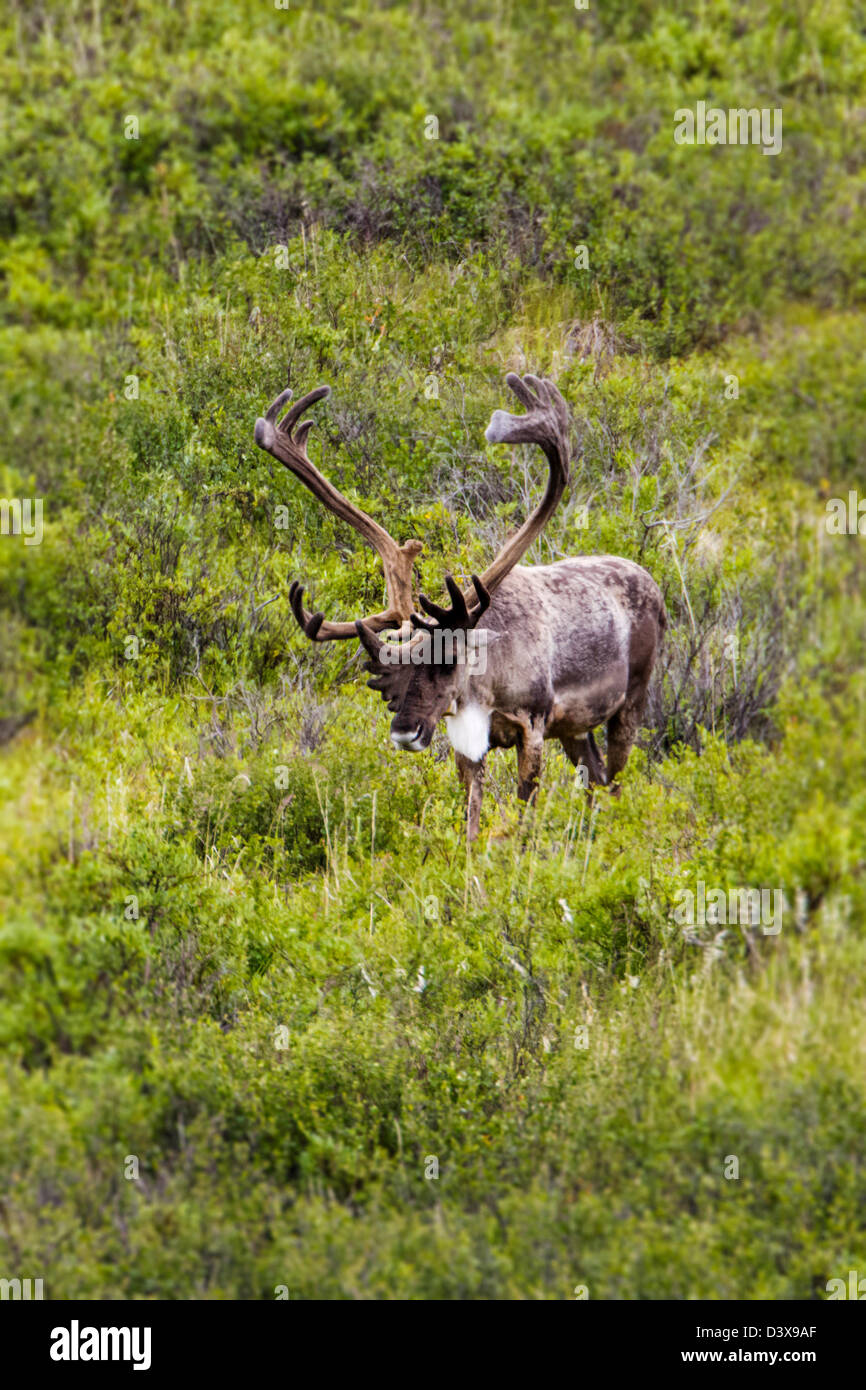 Woodland Caribou (Rangifer tarandu), wearing identification tracking collar, Denali National Park & Preserve, Alaska, USA Stock Photo