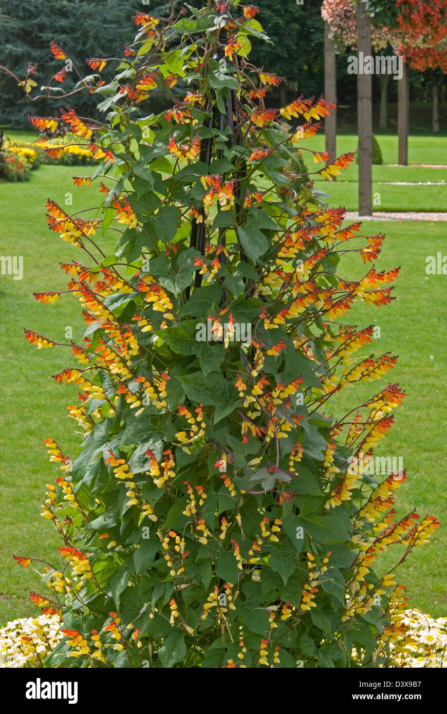 Spanish flag (Ipomoea lobata) Syn. Mina lobata Stock Photo