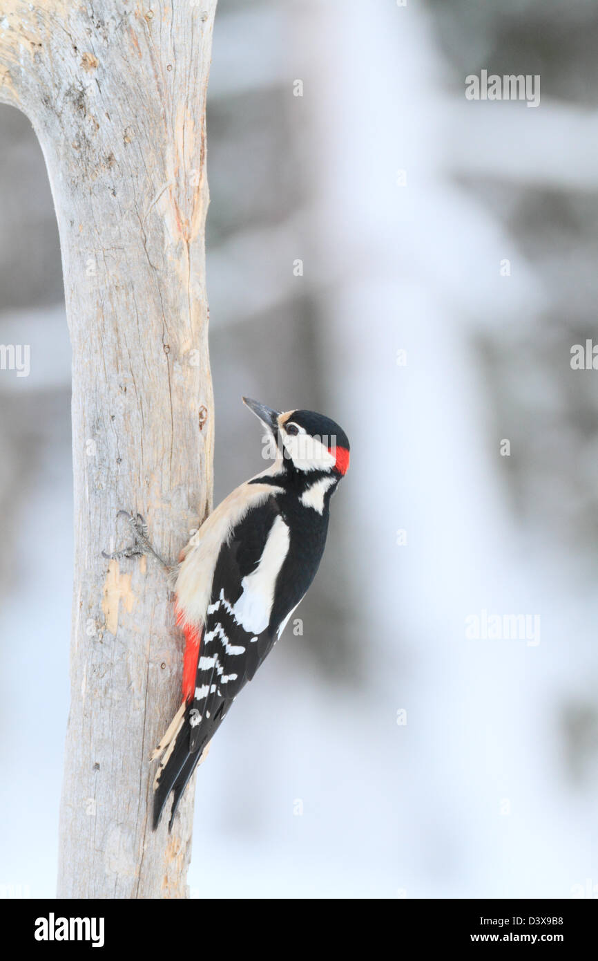 Great Spotted Woodpecker (Dendrocopos major) and winter surroundings. Photographed in Västerbotten, Sweden Stock Photo