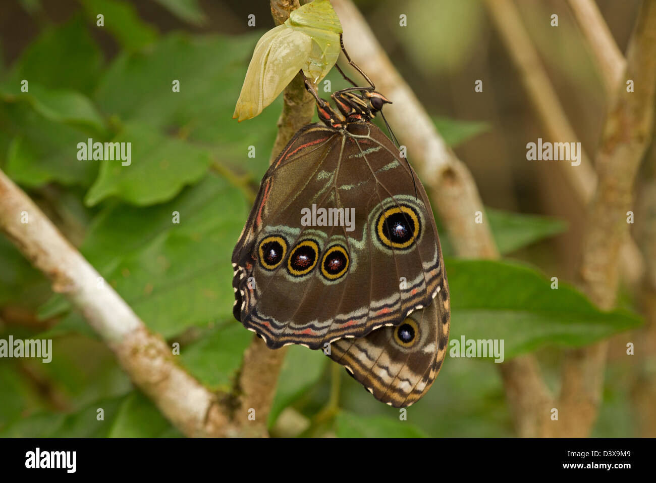 Blue Morpho (Morpho peleides) , tropical rainforest, Costa Rica, adult