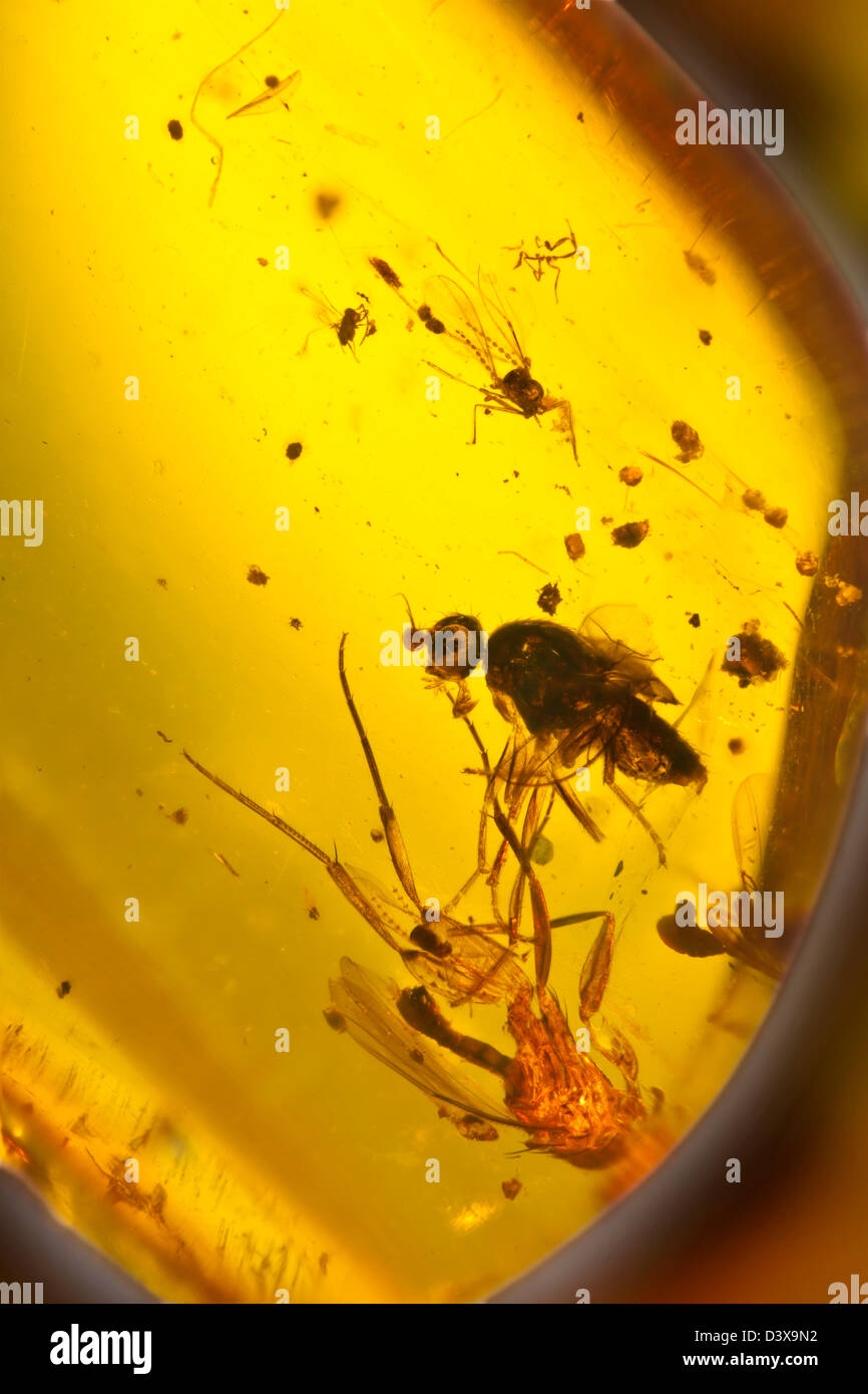 Dominican amber with insects captive, macro view of insects frozen in time Stock Photo
