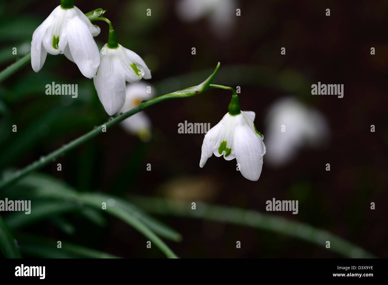 galanthus desdemona snowdrop snowdrops winter closeup plant portraits white green markings flowers blooms bloom flower spring Stock Photo