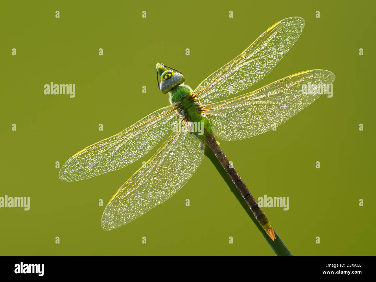 Green darner dragonfly (Anax junius) in the morning full of dew drops on green background. Stock Photo