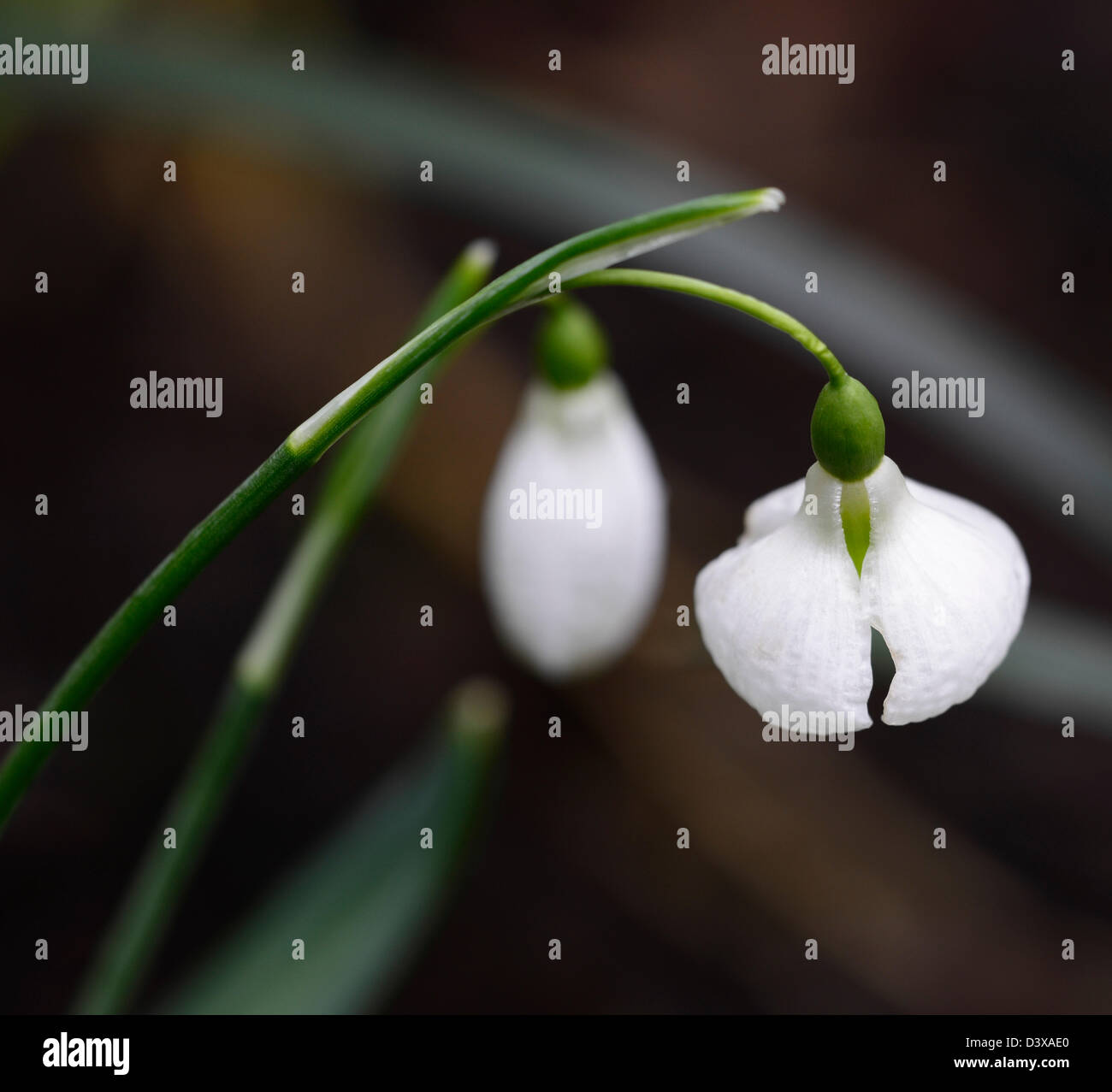 galanthus plicatus diggory snowdrop snowdrops winter closeup plant portraits white green markings flowers blooms bloom spring Stock Photo
