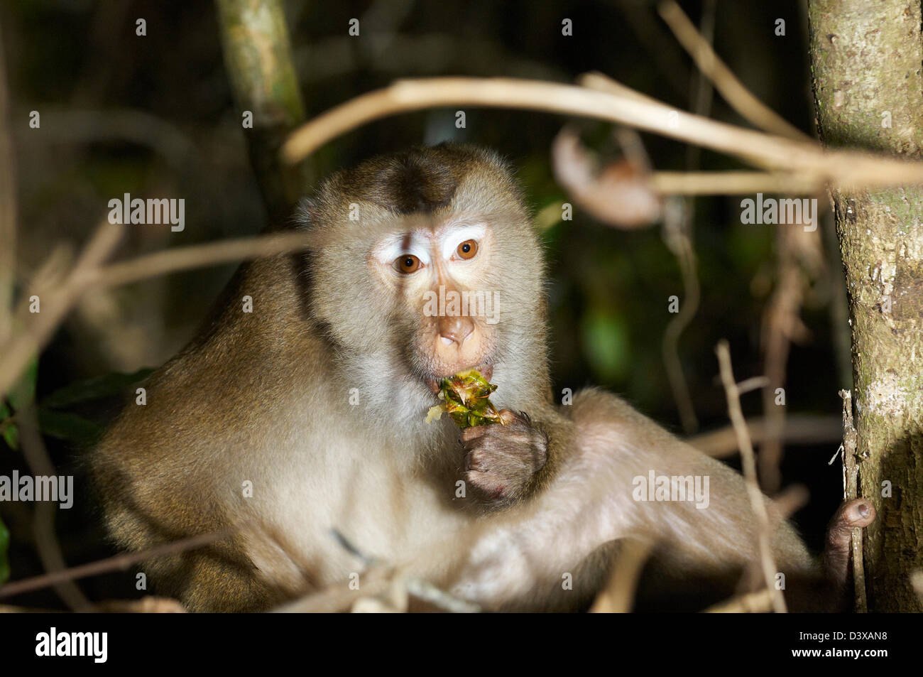 Macaque monkeys in Thailand's Khao Yai National Park Stock Photo Alamy