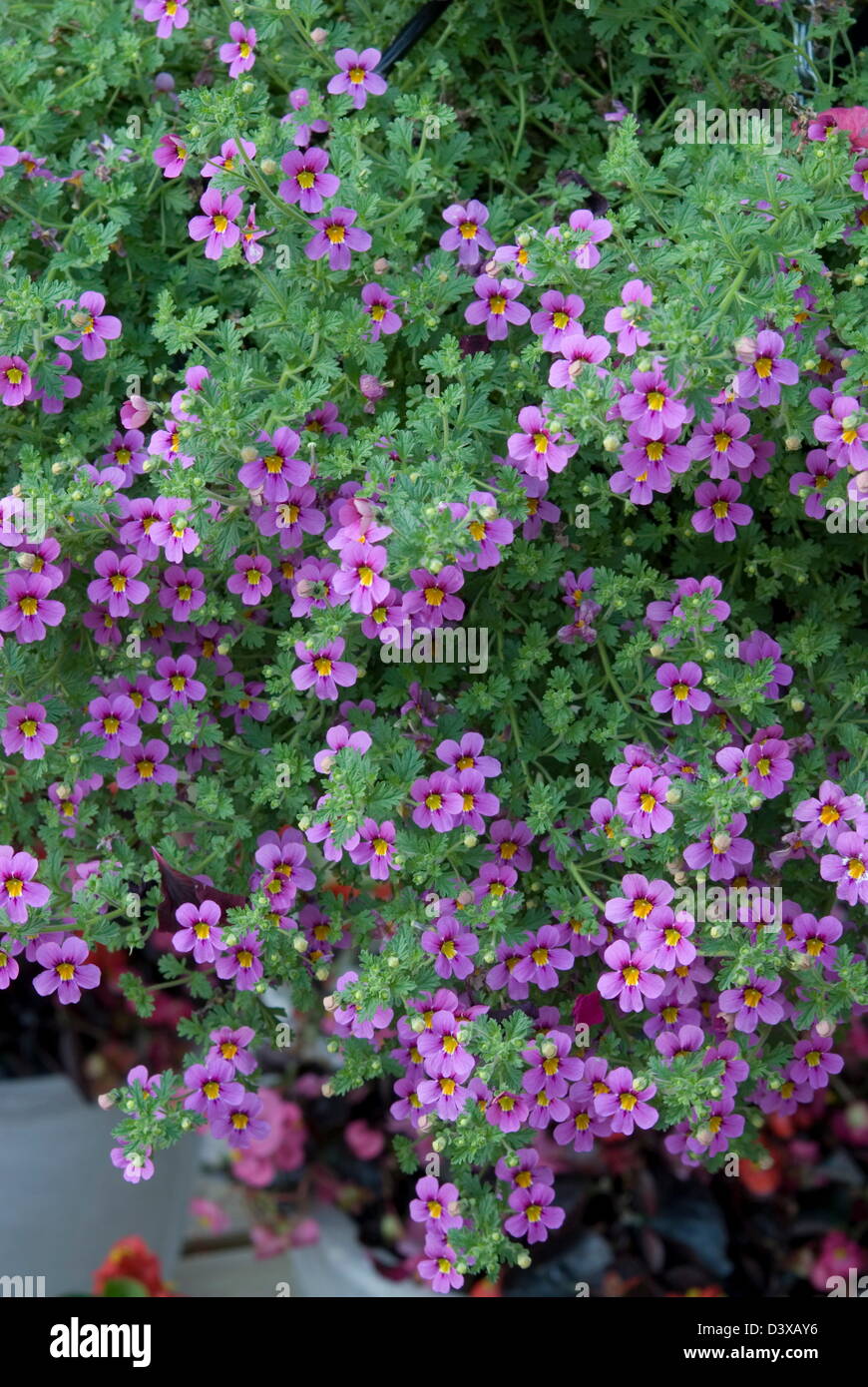 Bacopa 'Cinderella Lavender'. Date: 03.11.2008 Ref: ZB907 123496 0059 COMPULSORY CREDIT: Photos Horticultural/Photoshot Stock Photo