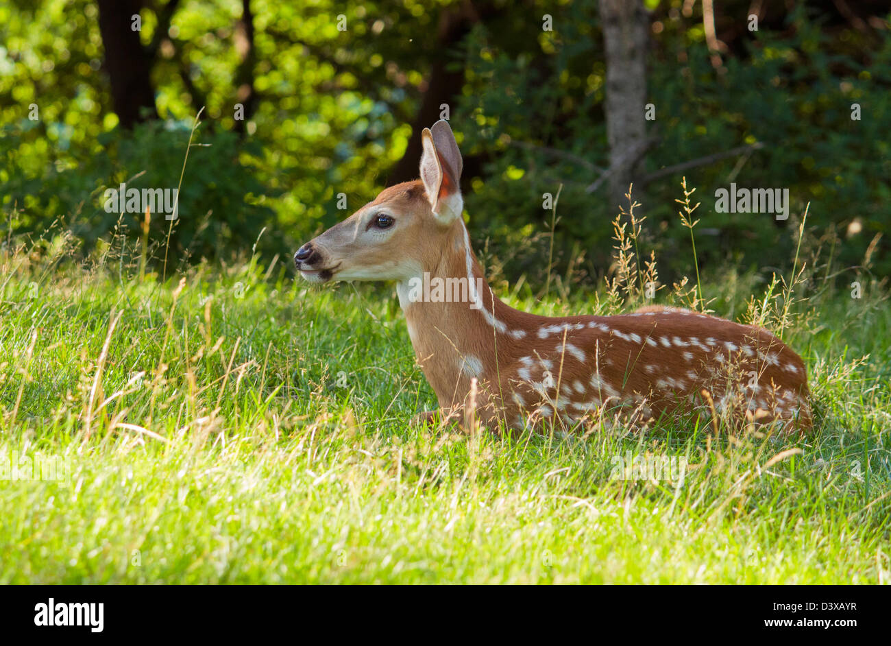 Whitetail baby deer in summer Stock Photo