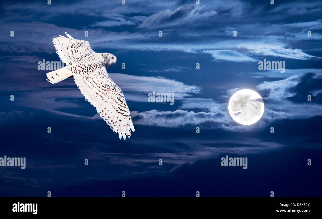 Hunting Snowy Owl (Bubo scandiacus) in full moon night. Stock Photo